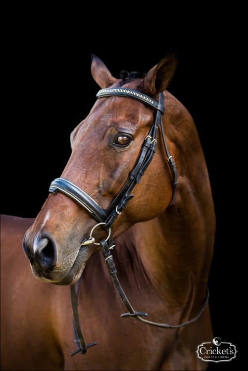 Horses on Black Background at Windermere Equestrian Center